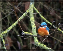 Alcedo atthis (L.)