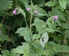 Datei:Carduus personata 3.jpg