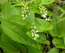 File:File:Maianthemum bifolium1.jpg