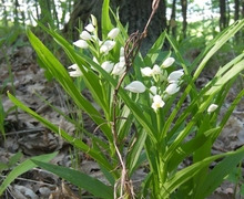 File:File:Přírodní park Baba178.jpg