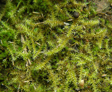Campyliadelphus chrysophyllus (Brid.) R.S.Chopra